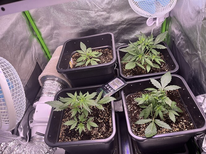Growreport Bild 2