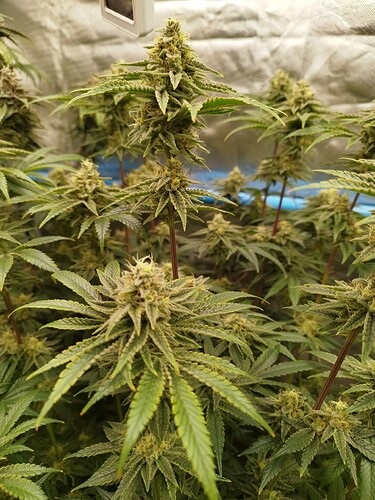 Growreport Bild 20