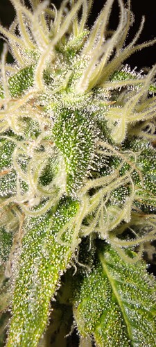 Growreport Bild 11