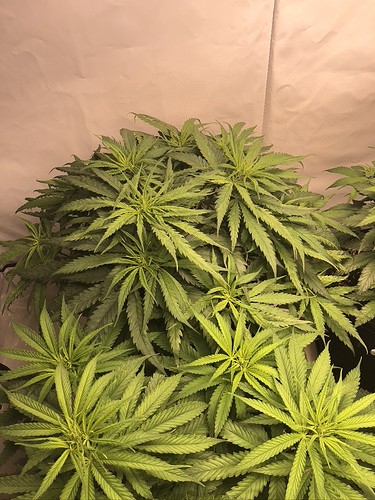 Growreport Bild 2