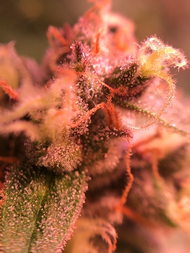 Growreport Bild 10