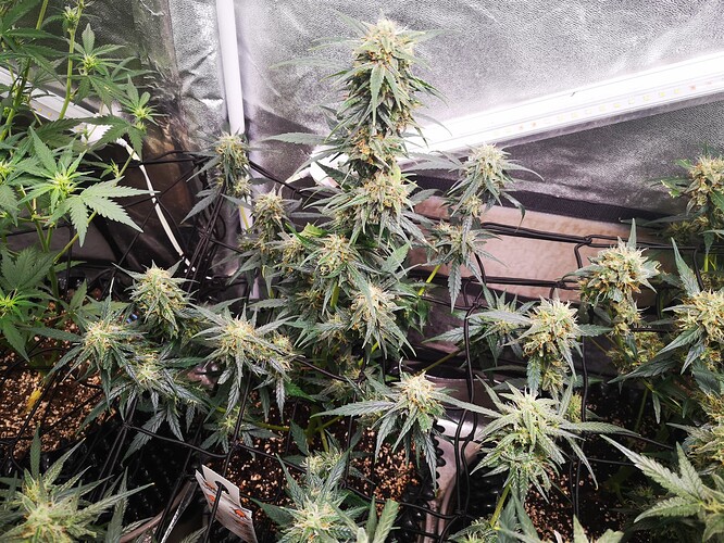 Growreport Bild 5