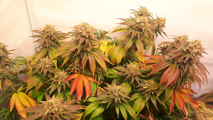 Growreport Bild 1