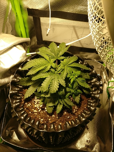 Growreport Bild 4