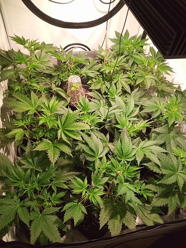Growreport Bild 17