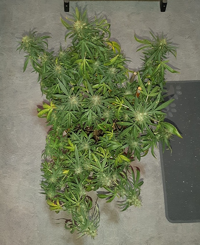 Growreport Bild 2