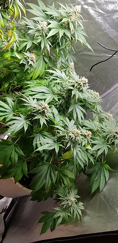 Growreport Bild 3