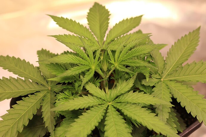 Growreport Bild 3
