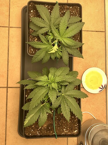Growreport Bild 3