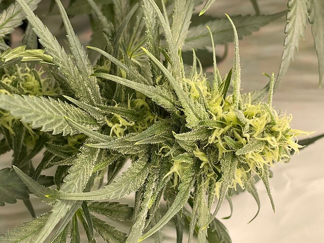 Growreport Bild 5