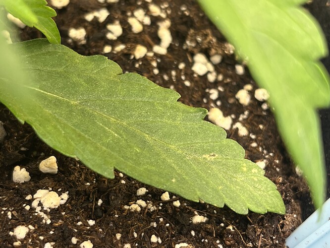 Growreport Bild 41