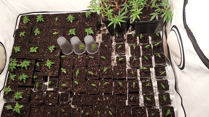 Growreport Bild 21