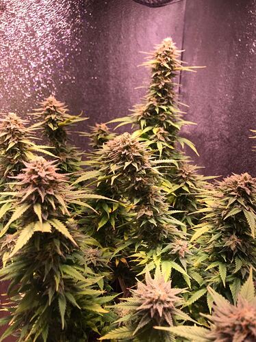 Growreport Bild 2