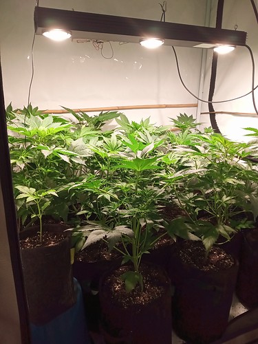 Growreport Bild 55