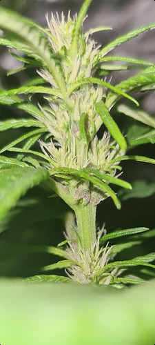 Growreport Bild 8