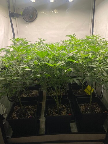 Growreport Bild 1