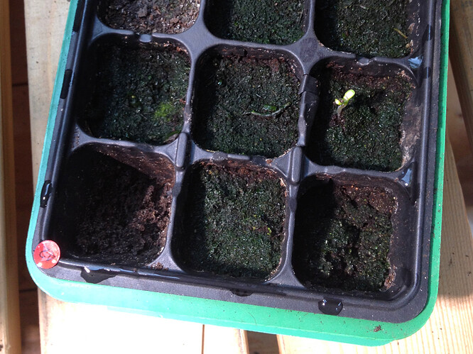 Growreport Bild 38