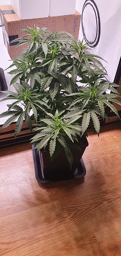 Growreport Bild 1