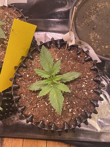 Growreport Bild 13