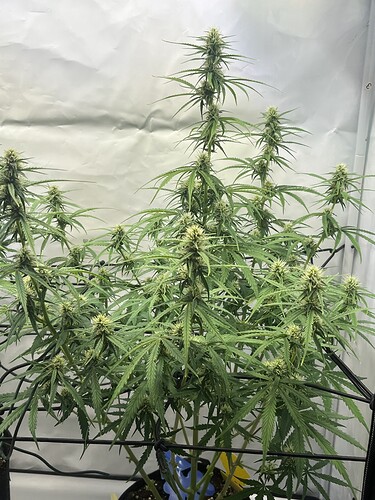 Growreport Bild 27