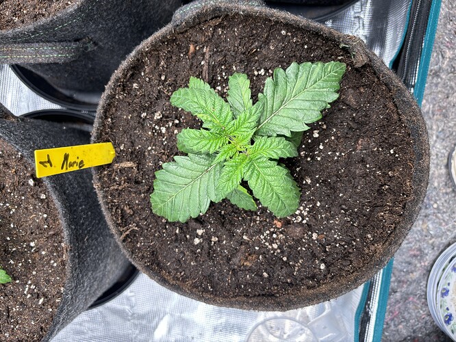 Growreport Bild 140
