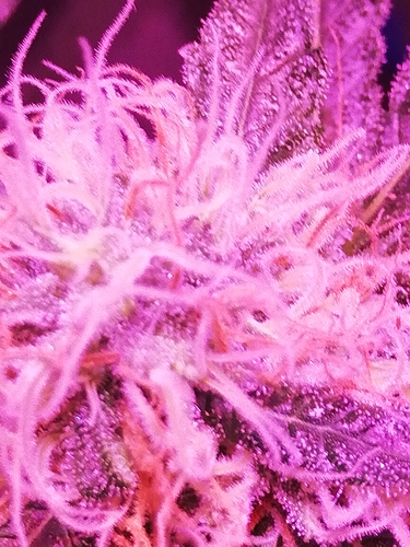 Growreport Bild 14