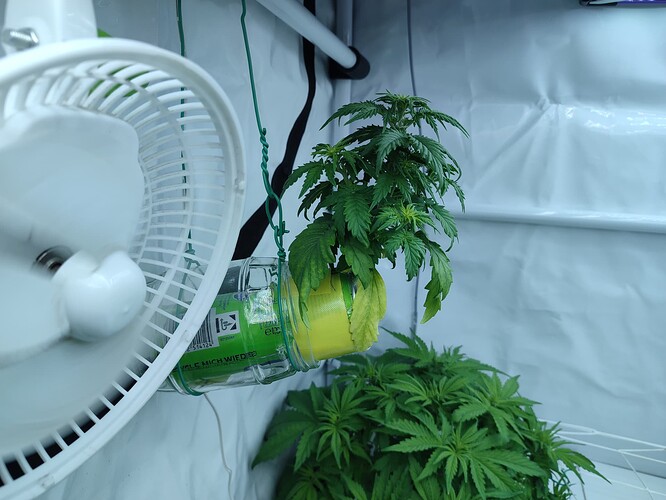 Growreport Bild 41