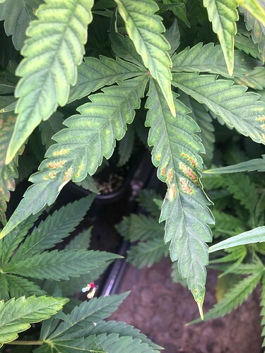 Growreport Bild 2