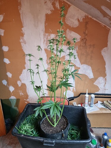 Growreport Bild 4