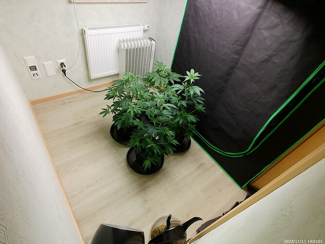 Growreport Bild 1