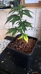 Growreport Bild 9