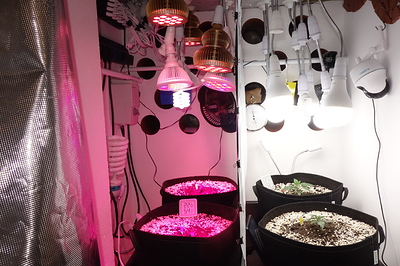 Growreport Bild 29