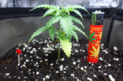 Ein junger Cannabissämling steht in dunkler Erde neben einem Feuerzeug. Der Sämling hat mehrere grüne Blätter und ein leicht vergilbtes Blatt am unteren Stiel. Ein roter Markierungsstift steckt ebenfalls in der Erde.