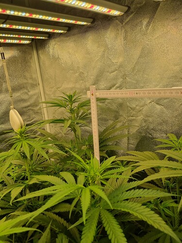 Growreport Bild 15