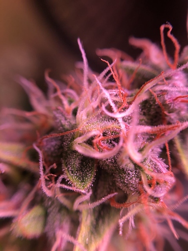 Growreport Bild 30