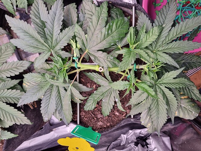 Growreport Bild 35