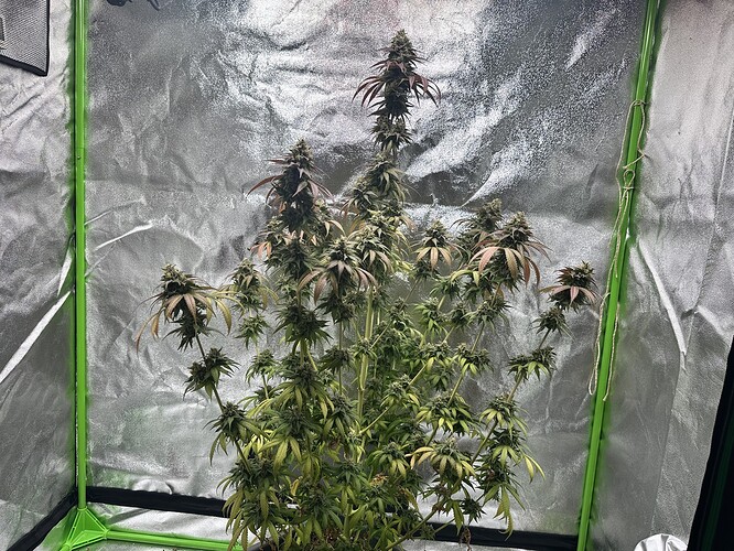 Growreport Bild 7