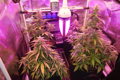 Growreport Bild 10