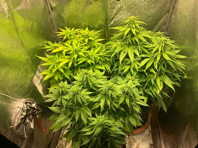 Growreport Bild 1