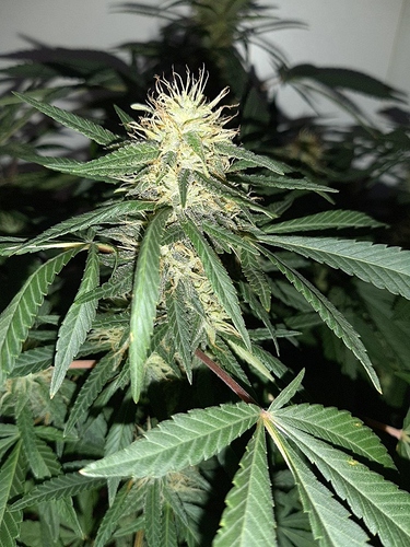 Growreport Bild 14