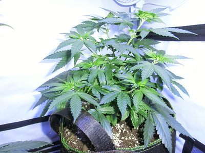 Eine junge Cannabispflanze in einem Stofftopf, die sich im Wuchs befindet. Die Pflanze hat bereits eine gute Blattmasse entwickelt und mehrere Seitentriebe.