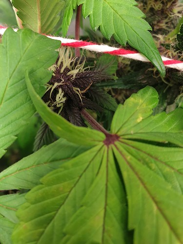 Growreport Bild 4