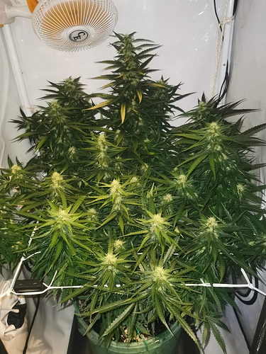 Growreport Bild 2