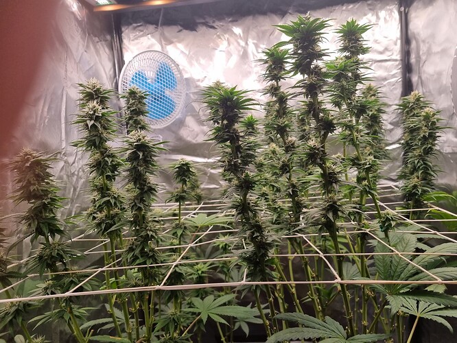 Growreport Bild 32