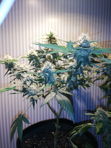 Growreport Bild 9
