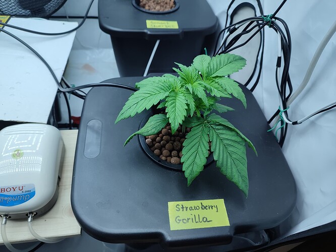 Growreport Bild 45