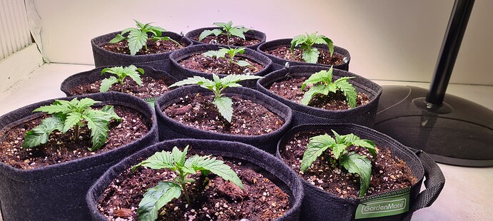 Growreport Bild 5