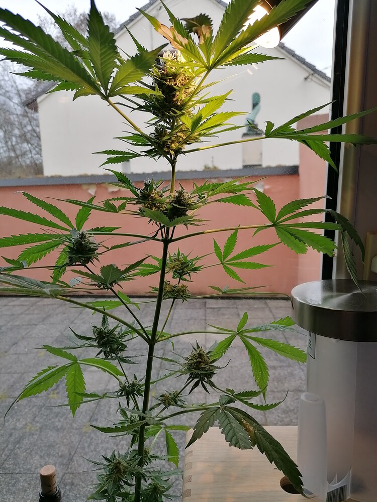 Erster Grow BF Auto Critical Kush