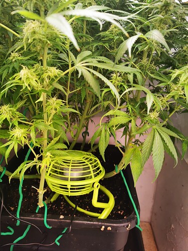 Growreport Bild 6