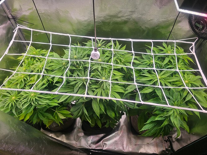 Growreport Bild 1